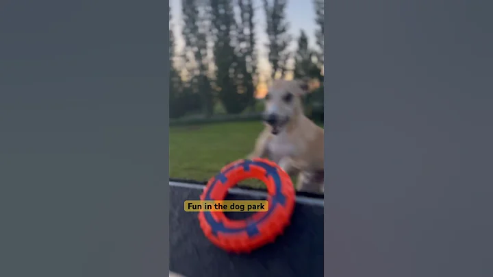 Happy whippet fun in Dog park  #whippet