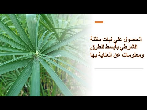 فيديو: نباتات مظلة مائية - كيف تزرع نبات مظلة في الماء