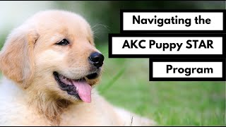 Puppy Parenting 101: Navigating the AKC STAR Program and Beyond