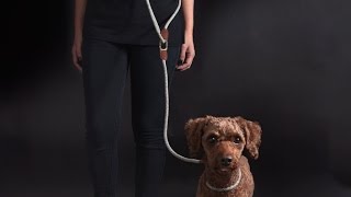 High5dogs Shoulder leash Demo