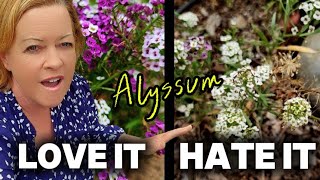 Why I Have a Love/Hate Relationship With Alyssum