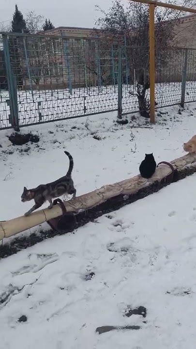 Стая котиков греется зимой. - YouTube