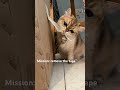 Tiny inspector vs. cardboard tape #cat #kitty #cute #meow #kitten #котик #милота #busia_businka