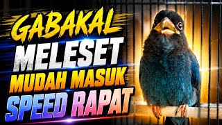 TENGKEK BUTO SUPER MEWAH SUATA JERNIH NGEKEK PANJANG || SPEED RAPAT DAN JERNIH || MASTERAN BURUNG 