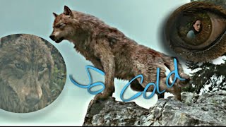 Twiligt Wolves - So Cold (+260 subs)