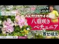 【花友 受賞！】八重咲きペチュニアのふんわり寄せ植え！黒田健太郎さん賞受賞の中の一鉢！自信作です！