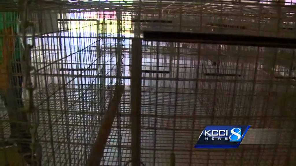 How do you hold a county fair poultry show with no poultry?