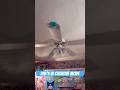 I put Miku on a fan #minecraft #miku #vocaloid #memes #hatsunemiku #minecraftmovie #lavachicken