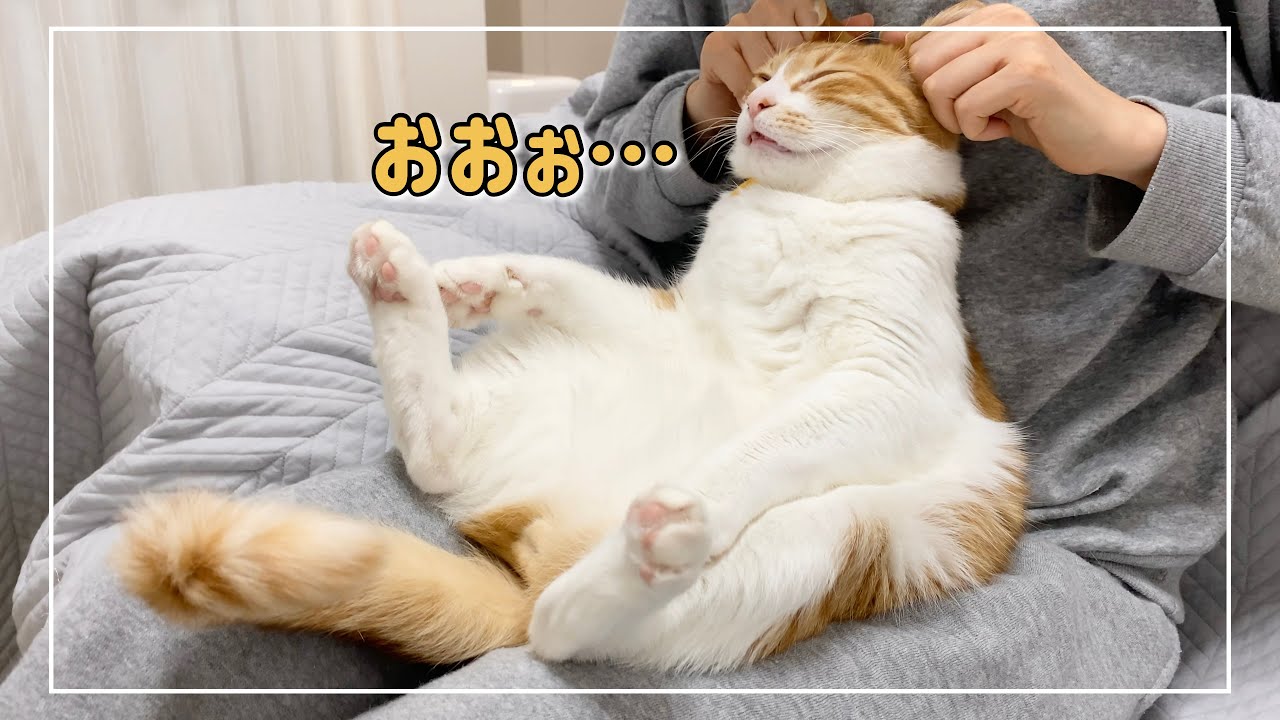 猫にマッサージしたらうっとり脱力しきっちゃいました。笑【4K猫動画】