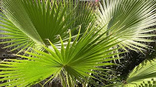 Central Texas palm garden tour