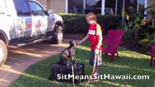 Pitbull Puppy Leanring Some Basic Obedience For Place Work Drills