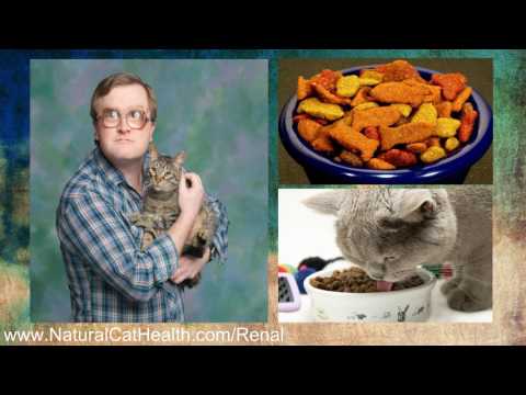 best-food-for-cats-with-kidney-disease