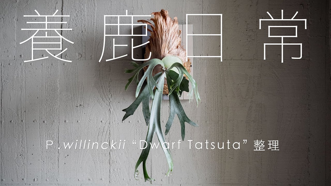 養鹿日常 Dwarf Tatsuta｜鹿角蕨上板｜包水苔｜platycerium｜indoorplanting