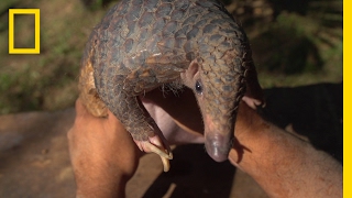 The Tragic Tale of a Pangolin, the World’s Most Trafficked Animal | Short Film Showcase