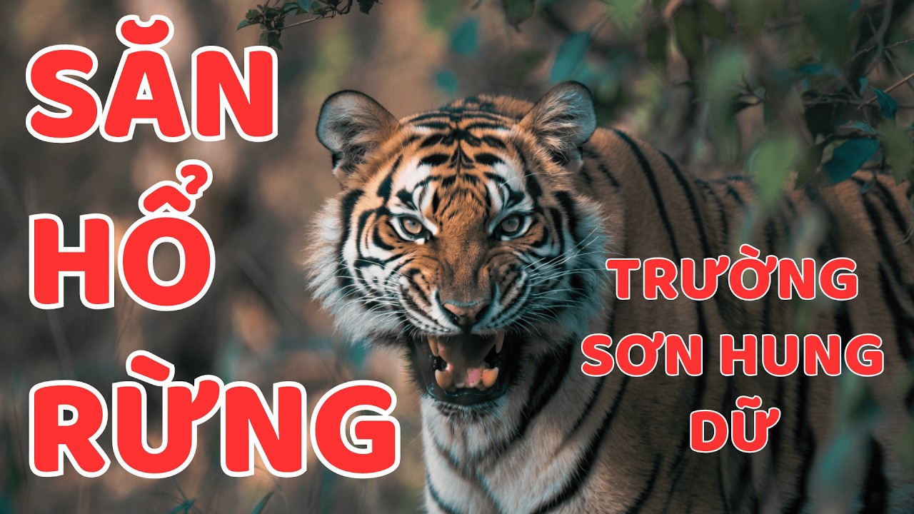 NGƯỜI SĂN HỔ RỪNG TRƯỜNG SƠN || Người Rừng Kể Chuyện