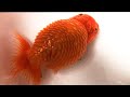 末期ガンにかかった金魚を助けることはできるのか