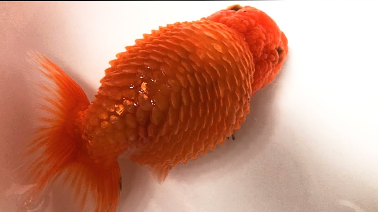 末期ガンにかかった金魚を助けることはできるのか Youtube