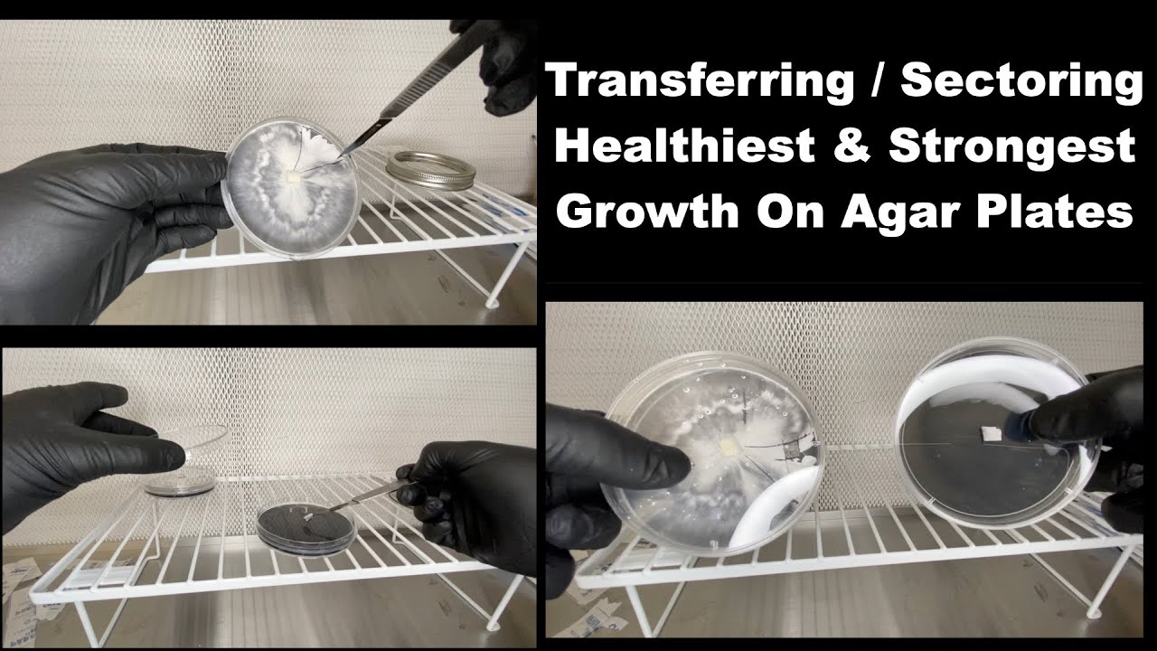 Agar Transfers/ Sectoring Off Healthiest \U0026 Strongest Growth