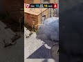 Torzsi Fragmovie, when? 🇭🇺 #awp #counterstrike #torzsi