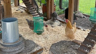 Summer Chicken Run Clean Up & Garden Tour ~ With Twin Cities Adventures by Twin Cities Adventures 517 views 9 months ago 12 minutes, 26 seconds