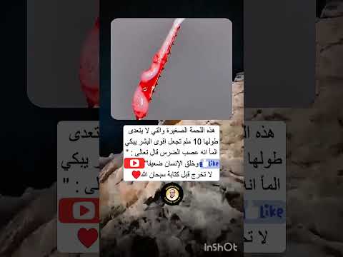 قطعة لحم صغيرة تجعلك تبكي ألما  اكسبلور معلومات لايك شورت مصر دويتو ريلز ترند 