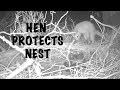 HEN protects her NEST from PREDATORS