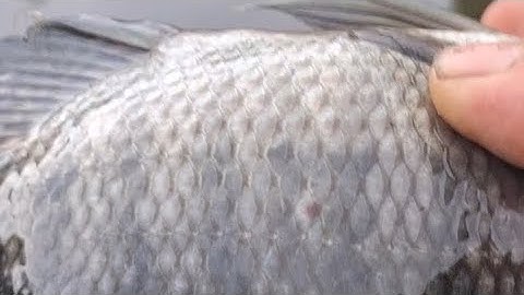 Câu cá rô phi ngay ổ cá ăn vũ bão cong cần rít cước