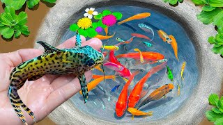 Wow Catching Strange Fish in The Tiny Pond, Koi Fish, Butterfly Fish, Ornamental Fish, Guppies