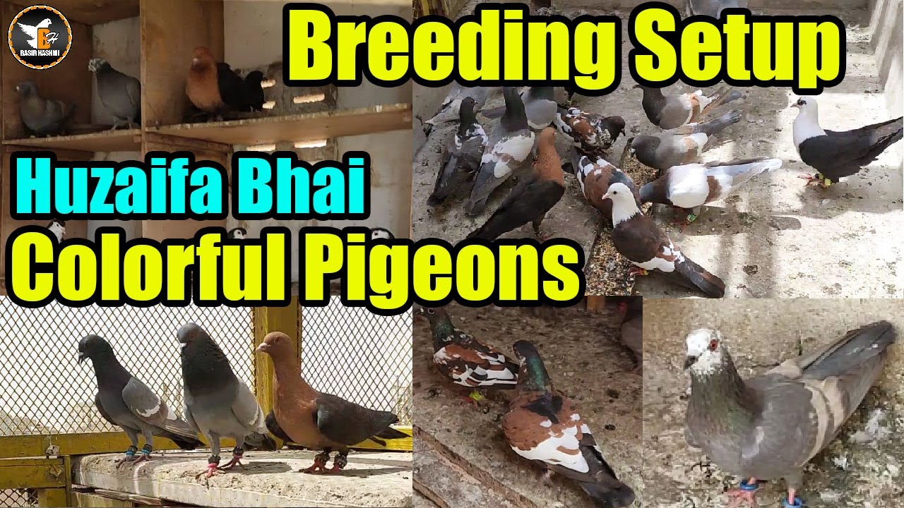 Colorful Gola Pigeons Breeding Setup Loft  Huzaifa Bhai | Archangel Pigeon Rare Breed | Basir Hashmi