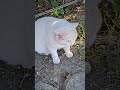 マー君、軽傷だけどまたやられた🥲︎野良猫保護♯救助♯地域猫♯Injured stray cat ♯ Stray cat rescue ♯ Protection