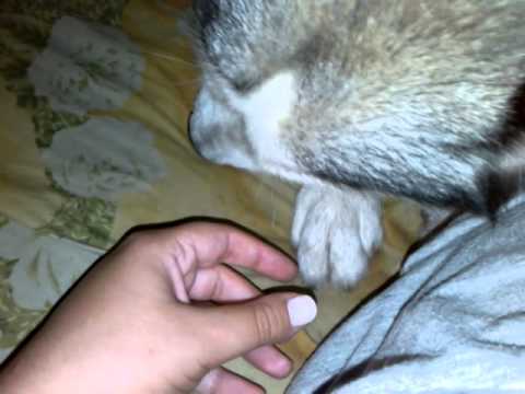 ჰასკის საწოლზე ასვლა ეკრძალება - რეაქციები