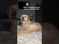 One Needy Golden Retriever Doglover Dog Dogpeace Cutedog Dogs Ash Kuhn16 One Needy Golden Retriever Doglover Dog Dogpeace Cutedog Dogs Ash Kuhn16