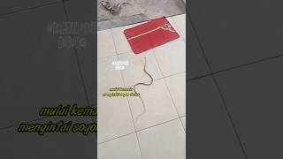 Diam2 Mengintai Sogok Ontong #sogokontong #sogon #shorts