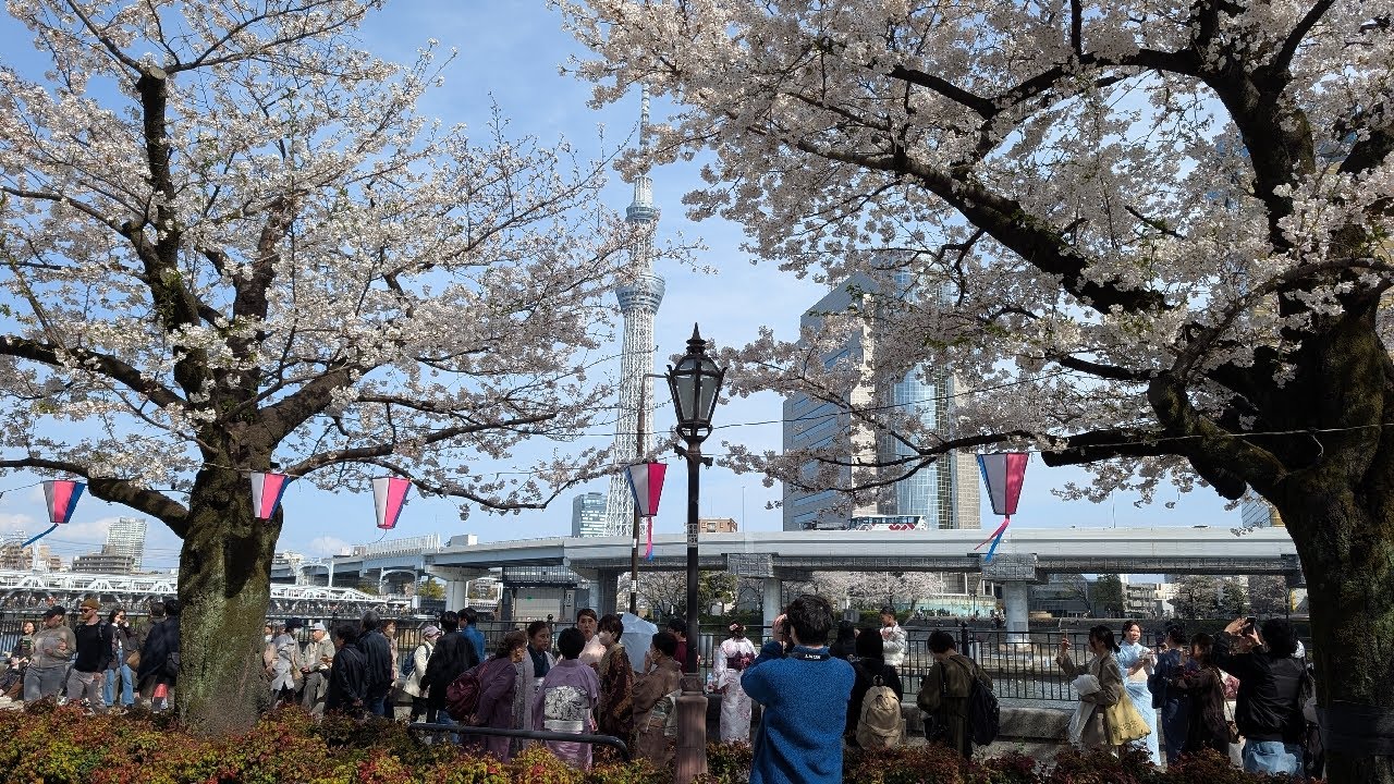【高画質FHD お散歩ライブカメラ】隅田公園　お花見　Sumida Park cherry blossom viewing【live camera】2025/04/05