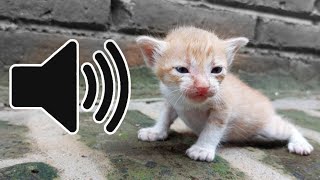 SUARA ANAK KUCING KECIL MEMANGGIL IBUNYA MINTA SUSU