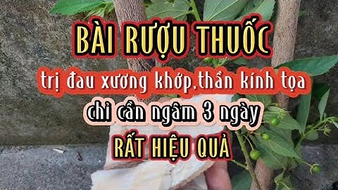 Bài rượu thuốc trị đau nhức xương khớp,thần kinh tọa từ cây trứng cá,chỉ ngâm ba ngày là dùng.