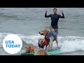 Dog surfers ride waves at world championship in California | USA TODAY