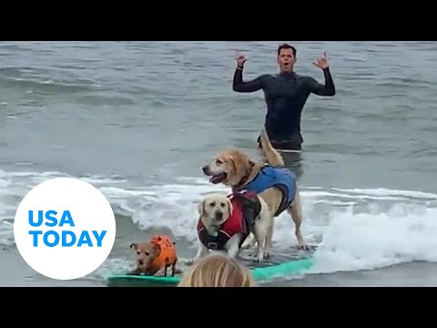 Dog surfers ride waves at world championship in California | USA TODAY