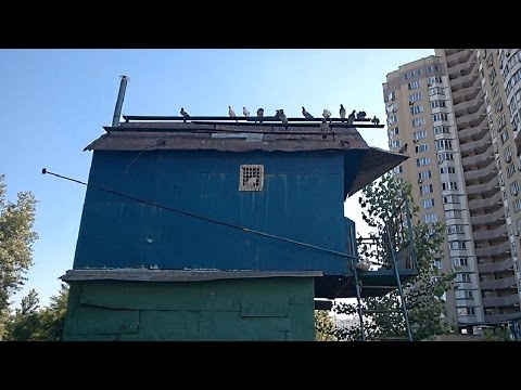 Діючий голуб'ятник серед