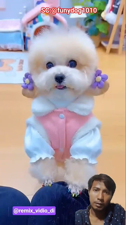 merias anjing baru bangun tidur #anjinglucu #cute