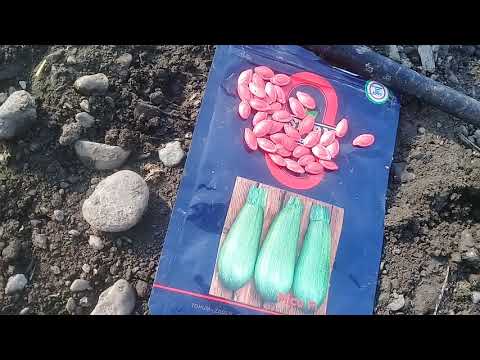 Video: Kabak Tohumlarının Ekimi