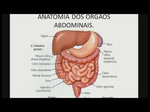 Vídeo: Anatomia, Diagrama E Função Dos órgãos Abdominais - Mapas Do Corpo