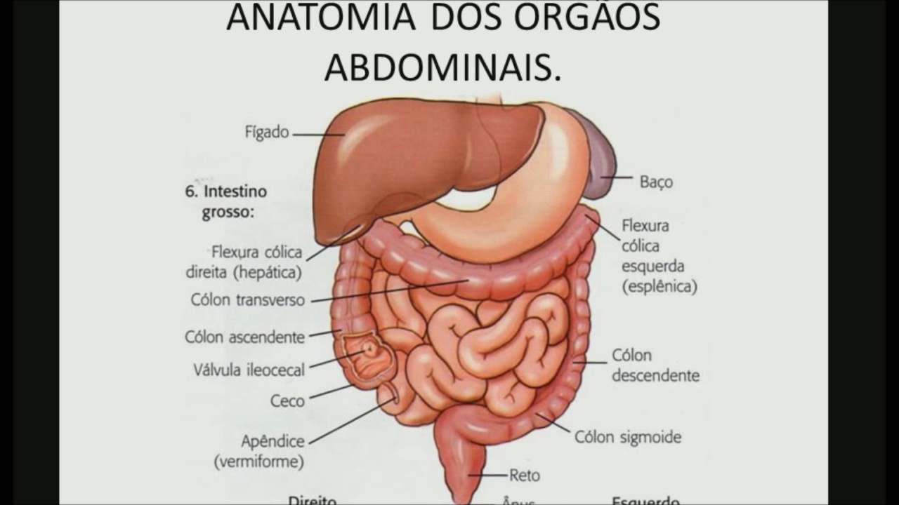 Anatomia dos orgãos abdominais YouTube Anatomia dos orgãos abdominais YouTube