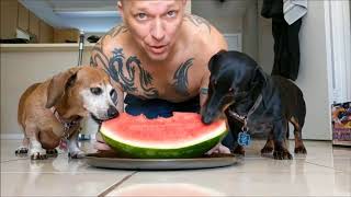 FUNNIEST DACHSHUND VIDEOS | Funny Animals