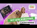 Хвостатые вечеринки, новая вспышка бешенства, pet-friendly кафе и другие новости «Хвост Ньюс» #68