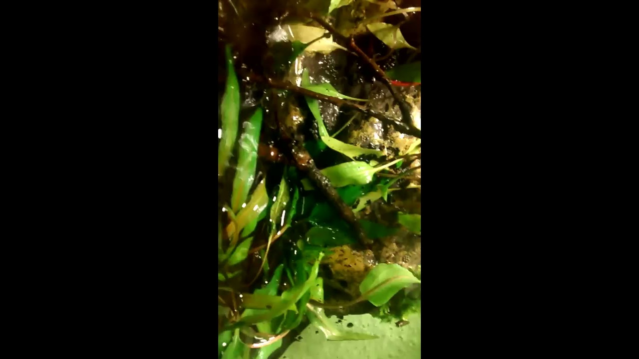 Cryptocoryne becketti habitat aquarium recreation