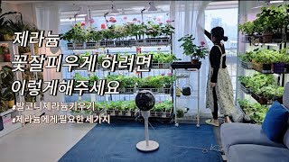 제라늄꽃잘피우고 풍성하게 키우기/제라늄관리방법