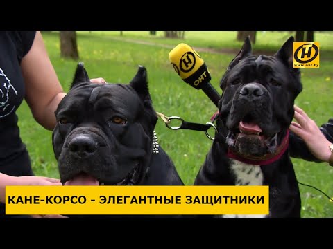 Видео: Лучшие имена римских собак для My Cane Corso