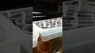 Update on the HumboldtSeedOrganization Seeds
