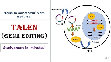 TALEN | Transcription activator like effector nuclease | Gene editing tool | Target specific